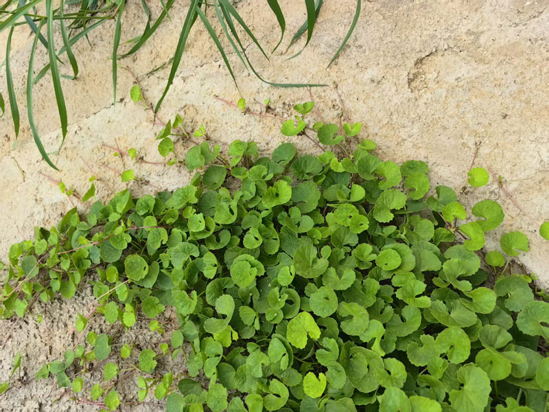 야생 병풀 원료